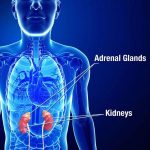 What is Adrenal Fatigue and How Can I Treat It?